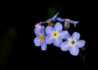 In the Night Garden