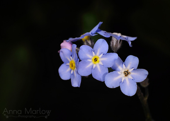 In the Night Garden