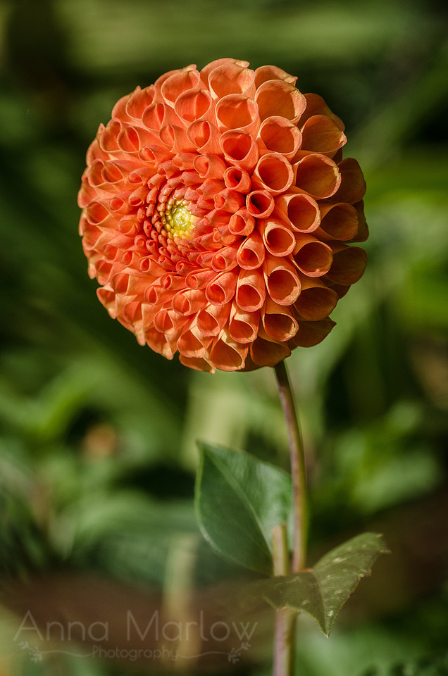DSC_7417