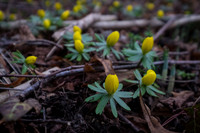 20150212-DSCF6079