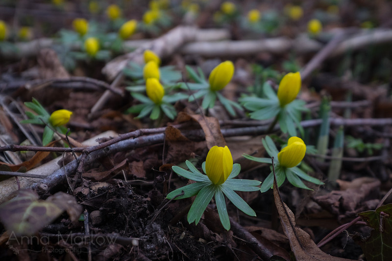 20150212-DSCF6079