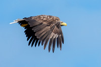 White Tailed Eagle