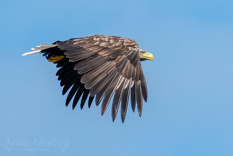 White Tailed Eagle