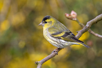 Garden Birds