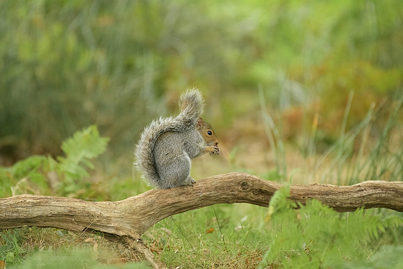 _DSC1655-Edit