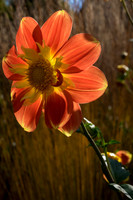 DSCF9335