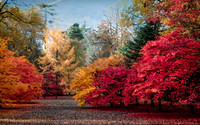 Autumn Glory at Westonbirt
