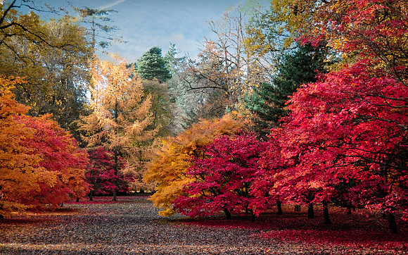 Autumn Glory at Westonbirt