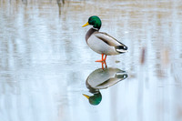 Wildfowl, Wetland, River & Seabirds