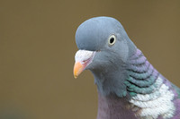 Wood Pigeon