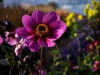 DSCF9346