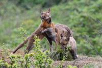 Wildlife