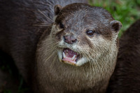 Otter