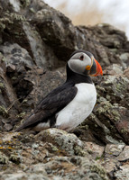 Skomer