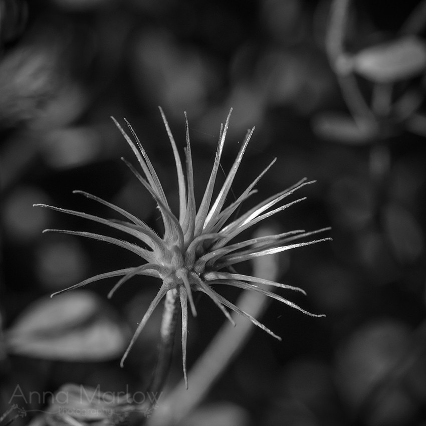 DSC_7448