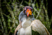 King Vulture