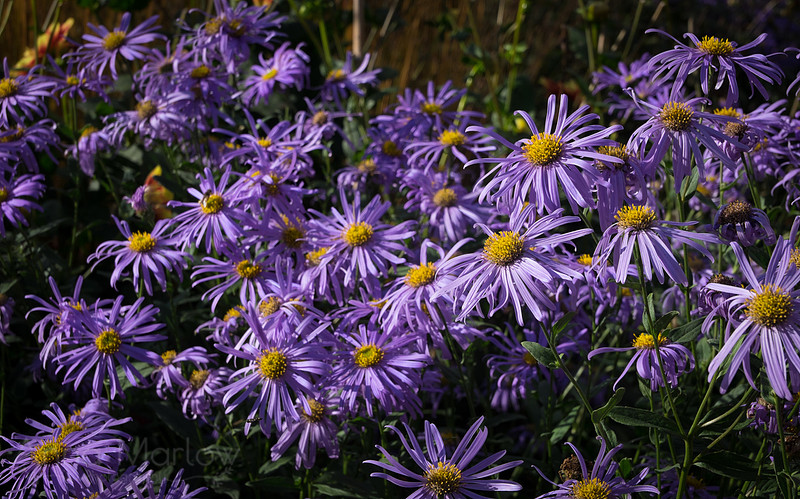 DSCF9354