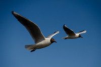 Black Headed Gulls