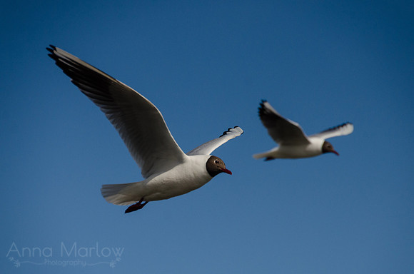 Black Headed Gulls