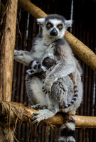 Ring-Tailed Lemur