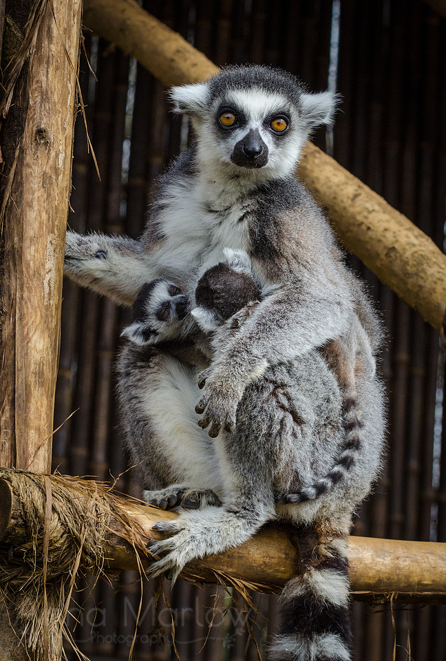 Ring-Tailed Lemur