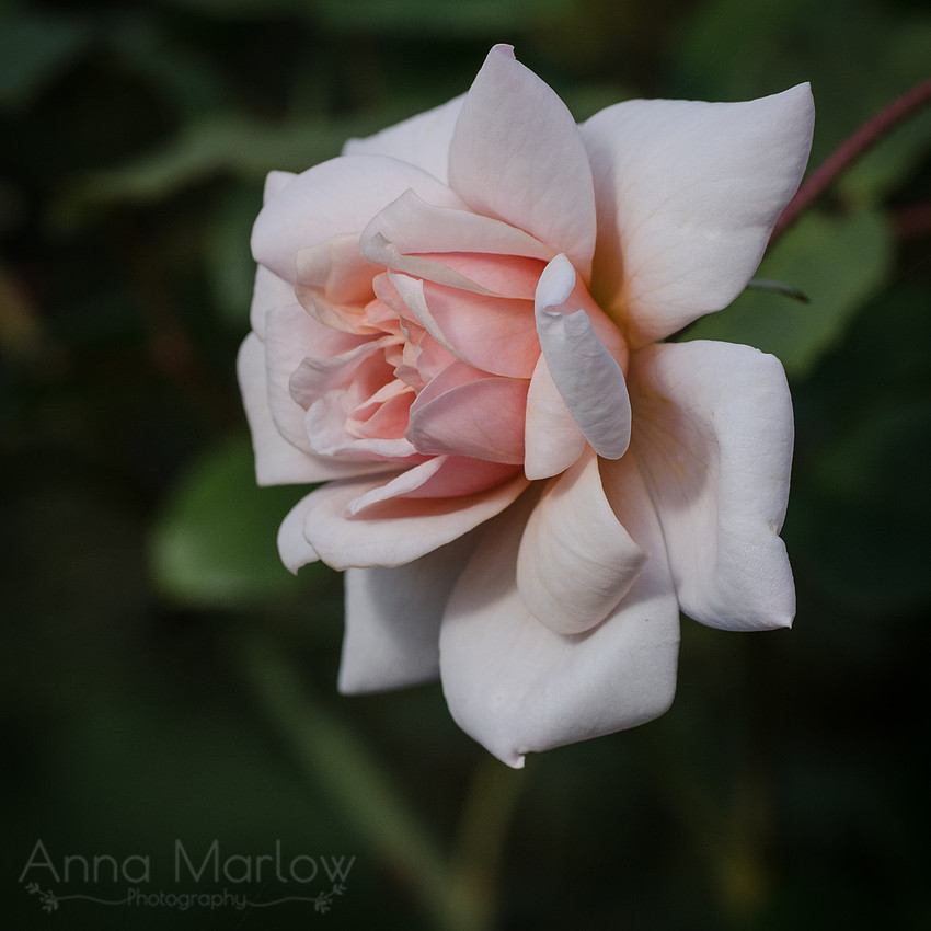 DSC_7405