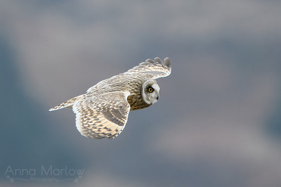 Short Eared Owl