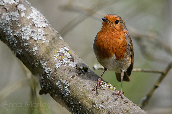 Robin