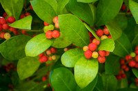 DSCF8165