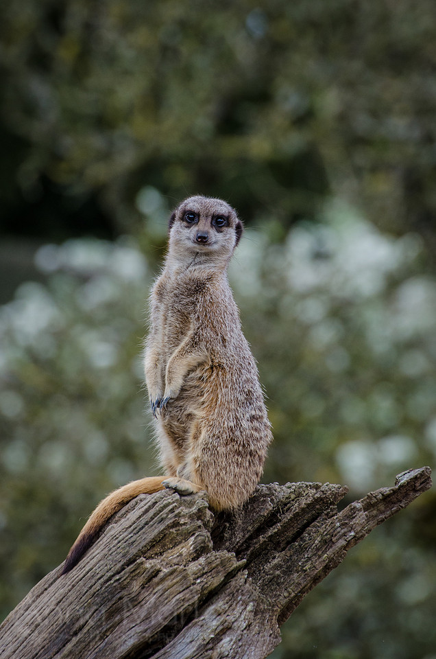 20140410-20140410-_DSC5661