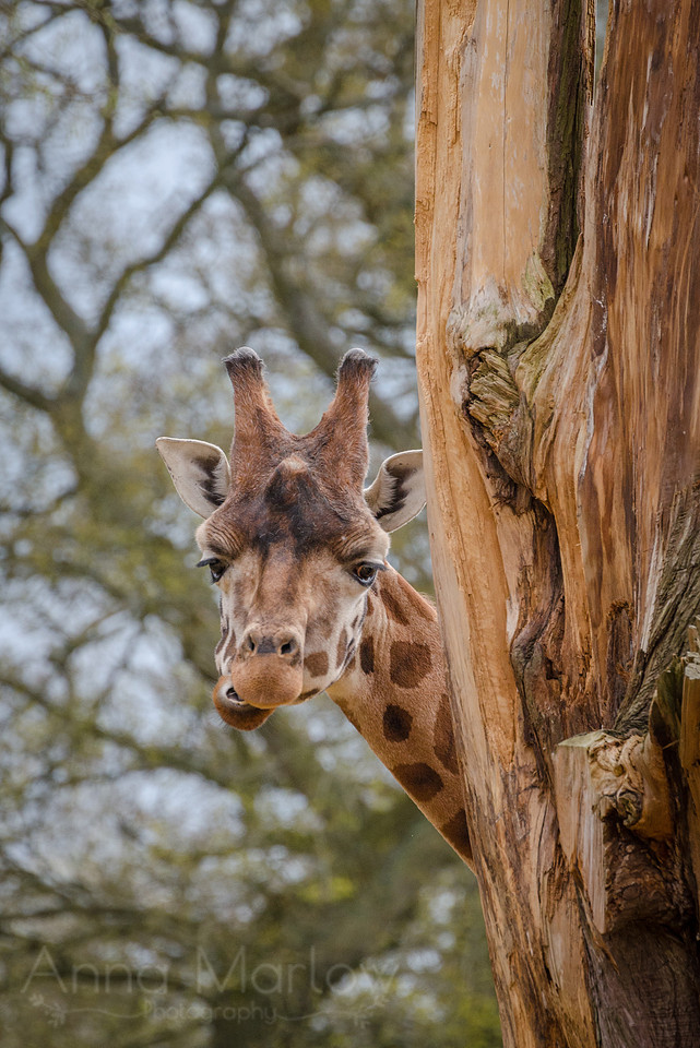 Peekaboo!