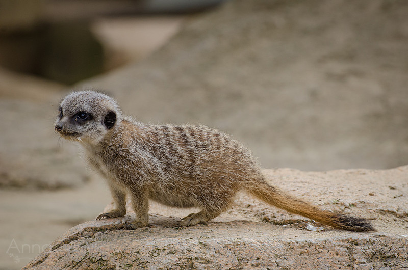 Young Meerkat