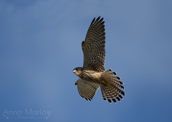 _DSC2628-Edit-Edit