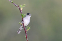 Blackcap