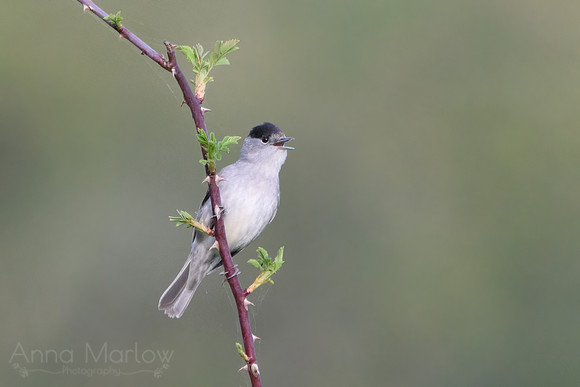 Blackcap