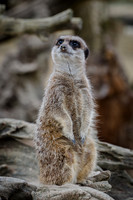 Meerkat