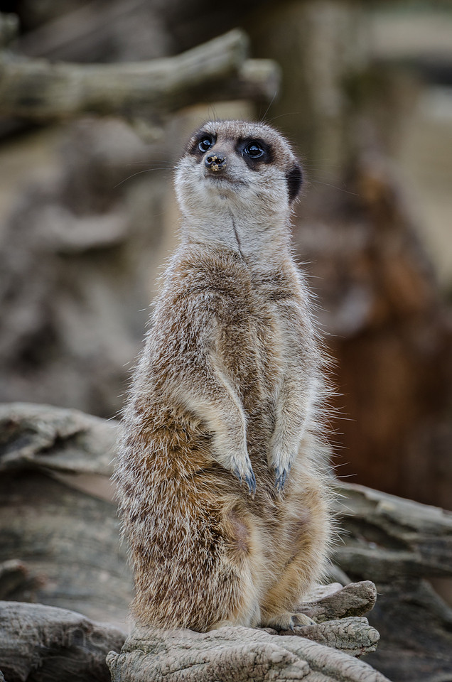 Meerkat