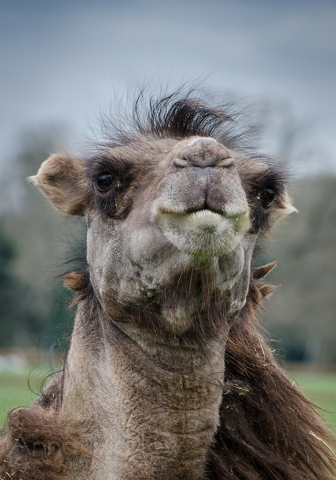 Camel